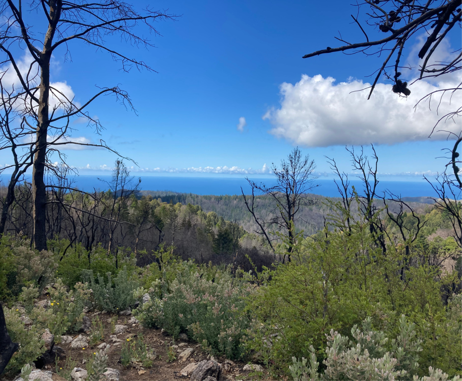 Picture of San Vicente Redwoods looking out to the ocean.