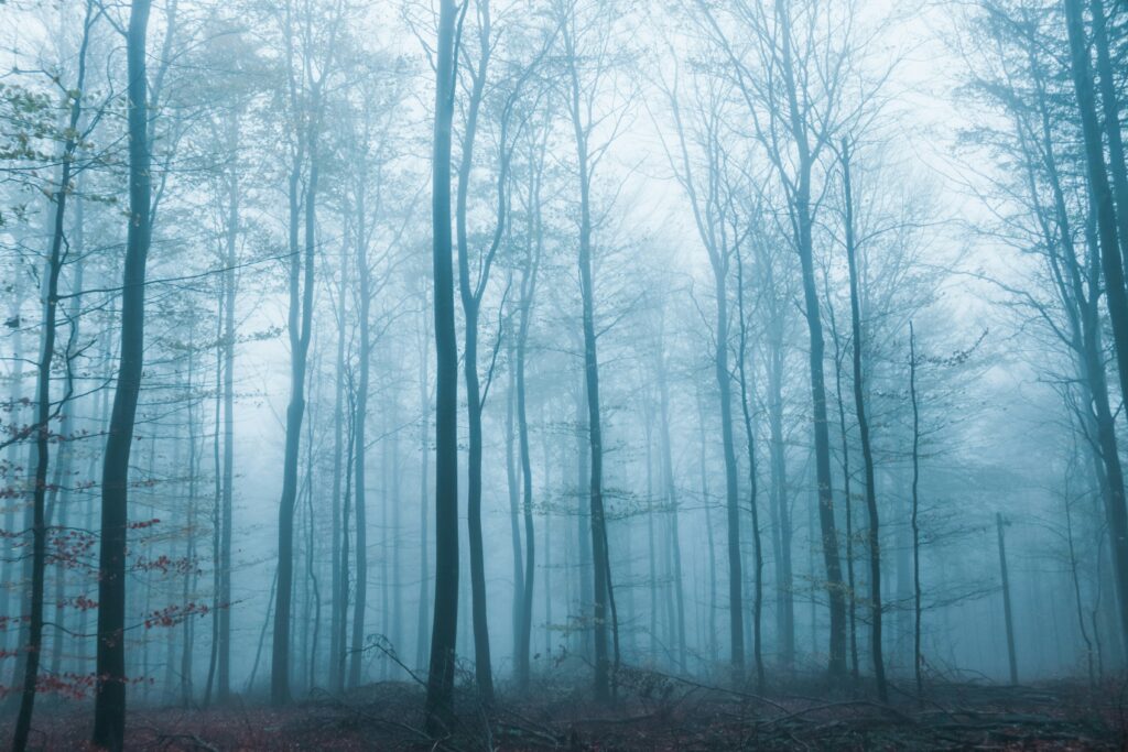 foggy forest