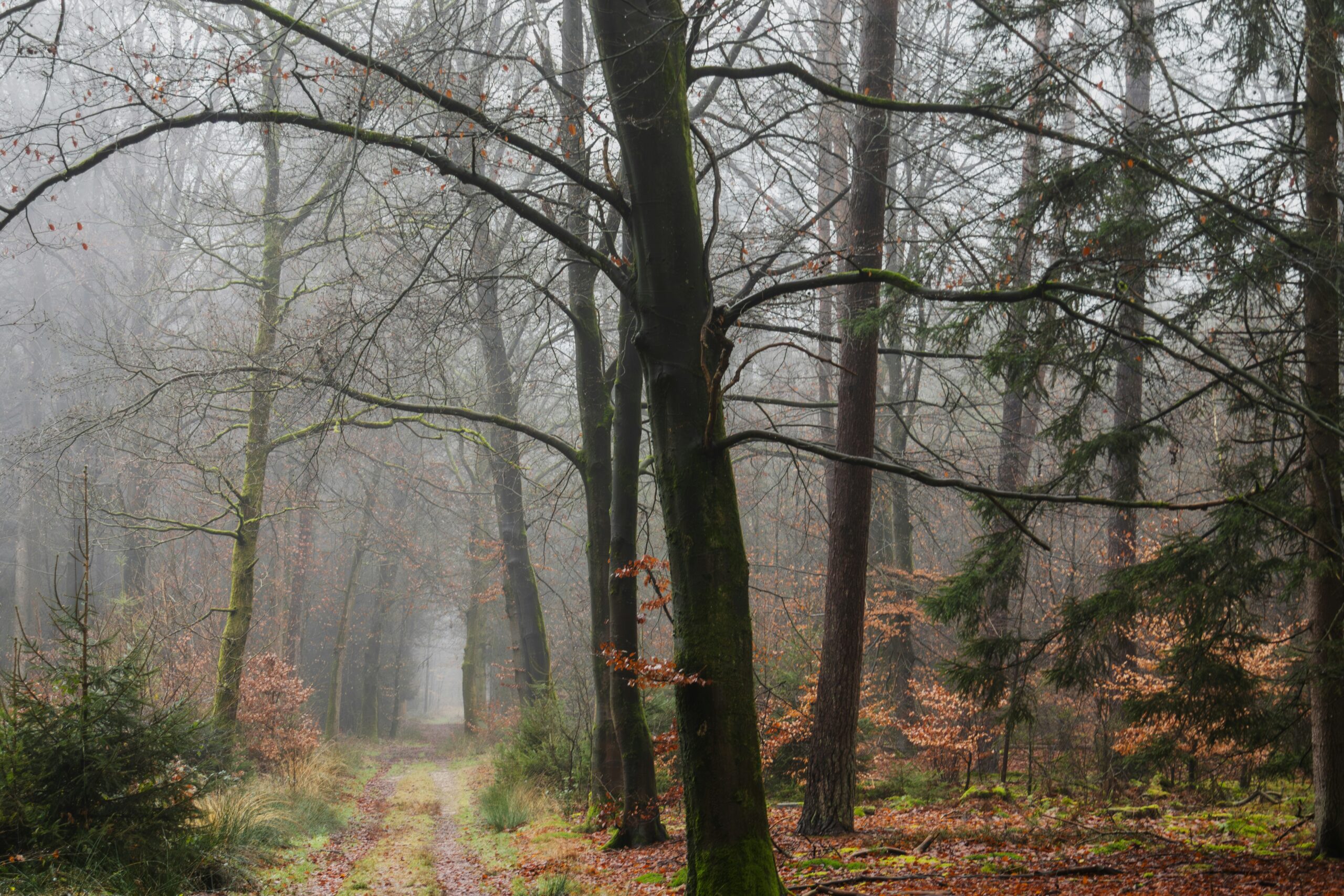 A path through a foggy forest